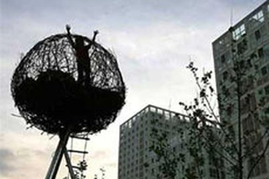 Sống trong tổ chim