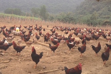 Liều mạng trời cho: Phi vụ 1 tuần thu hơn tỷ bạc