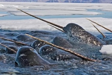 Loài cá nặng 1,5 tấn, có ngà "độc nhất vô nhị" trên thế giới