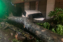 Cây đổ sau trận dông lốc ở Hà Nội, đè trúng 2 xe sang trên phố