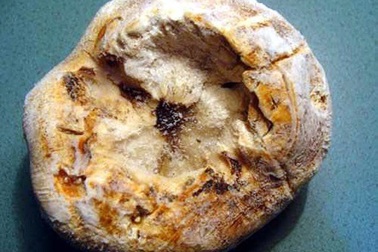 Bí ẩn loài nấm "vàng ròng" trên đỉnh Hoàng Liên Sơn, có tiền không mua được