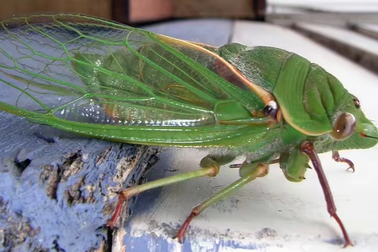 5 loài động vật "ồn ào" nhất trên thế giới