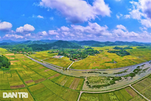 Cách thu hoạch lúa độc đáo ở nơi máy gặt đập "chào thua"