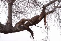 Làm "điều dại dột" trên cây, hai con báo suýt ngã lộn cổ