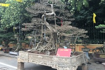 Chiêm ngưỡng loạt cây cảnh tiền tỷ "tụ hội" tại Hà Nội