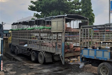 Xử phạt tài xế chở lợn nhiễm bệnh bán dọc đường