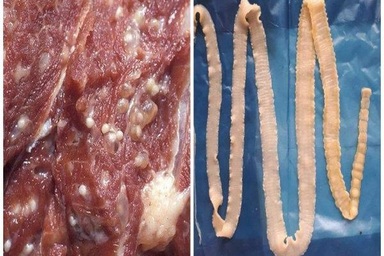 Sán lợn bị tiêu diệt khi nấu sôi 100 độ trong vòng 2 phút