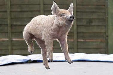 Con lợn biết nhảy nhót