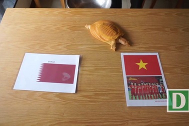 Xem rùa vàng dự đoán kết quả trận U23 Việt Nam – U23 Qatar