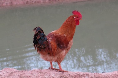 Đặc sản gà 9 cựa tiến vua “cháy" hàng, lãi lớn dịp Tết