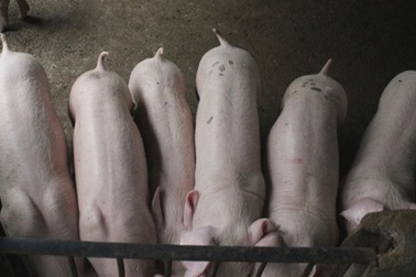 Thương lái tuồn “chất cấm” vào trang trại chăn nuôi