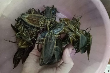 Loại côn trùng giống gián bán 3,5 triệu đồng/kg, nhà giàu mua về hưởng thơm