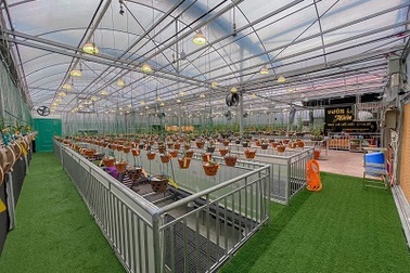 Nghệ nhân chia sẻ cách chăm hoa lan đơn gian, tỷ lệ thành công cao