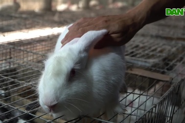 Nuôi con vật "khó tính", chàng trai miền núi kiếm 200 triệu đồng mỗi năm