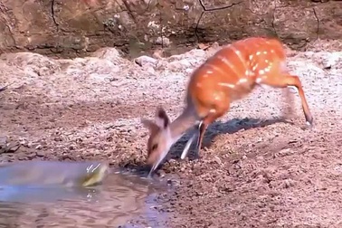 Linh dương phản ứng cực nhanh thoát khỏi cú táp của cá sấu