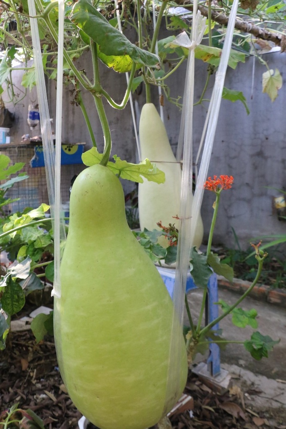 Du khách đổ về chiêm ngưỡng vườn bầu khổng lồ cho trái nặng tới 30kg - 6 Du khách đổ về chiêm ngưỡng vườn bầu khổng lồ cho trái nặng tới 30kg - 6