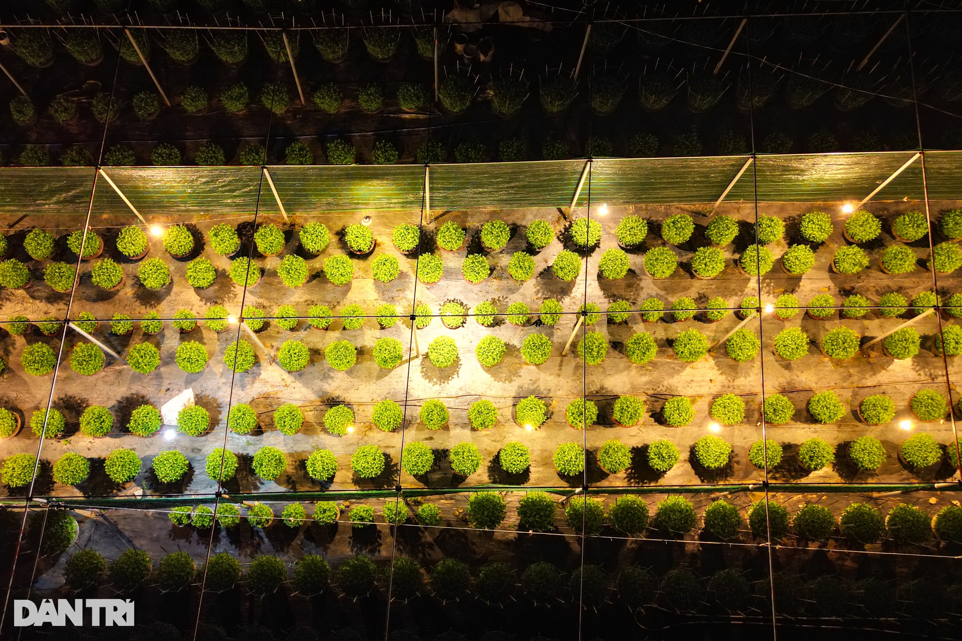 Da Nang flower village lights up brightly to catch flowers waiting for Tet - 3