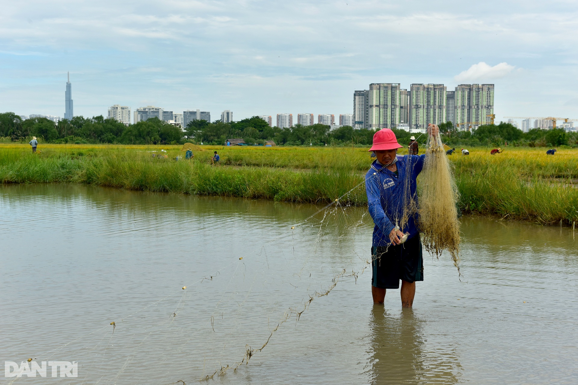 Công nhân thất nghiệp nhiều tháng nay ở Sài Gòn đi gặt lúa thuê - 13