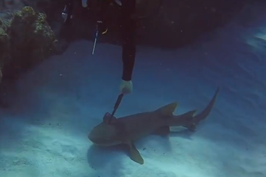 Cá mập bị dao dài 30 cm cắm xuyên đầu cầu cứu thợ lặn