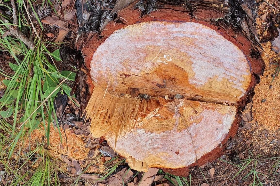 Khoảnh rừng 400 cây thông ở Đà Lạt bị đốn hạ - 3 Khoảnh rừng 400 cây thông ở Đà Lạt bị đốn hạ - 3