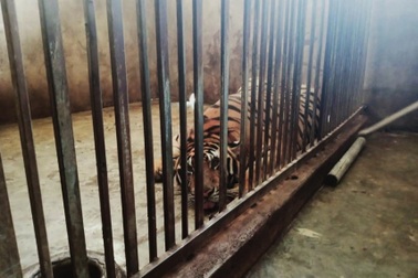 Bỏ gần tỷ bạc mua đàn hổ về nuôi trong... chuồng lợn