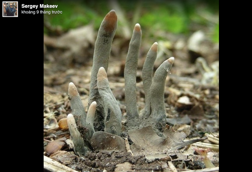 Nấm “bàn tay zombie” khiến nhiều người thoạt nhìn đã khiếp - 2 Nấm “bàn tay zombie” khiến nhiều người thoạt nhìn đã khiếp - 2