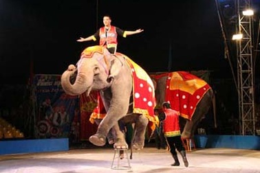 Nhiều tiết mục xiếc đặc sắc phục vụ khán giả TPHCM dịp 30/4