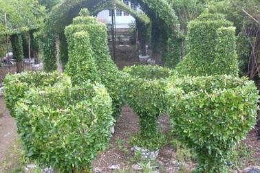 Cây kiểng xứ dừa