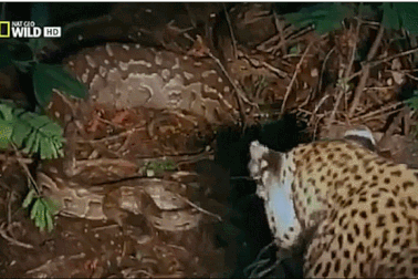 Cảm động cảnh báo đốm mẹ “truy sát” trăn để đòi lại con