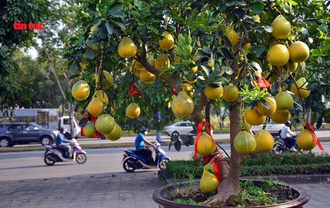 Cây cảnh ‘độc, lạ’ giá vài chục triệu đồng hút khách chơi Xuân - Ảnh 4.