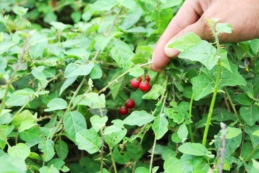 Tác dụng của cà gai leo đối với sức khỏe lá gan