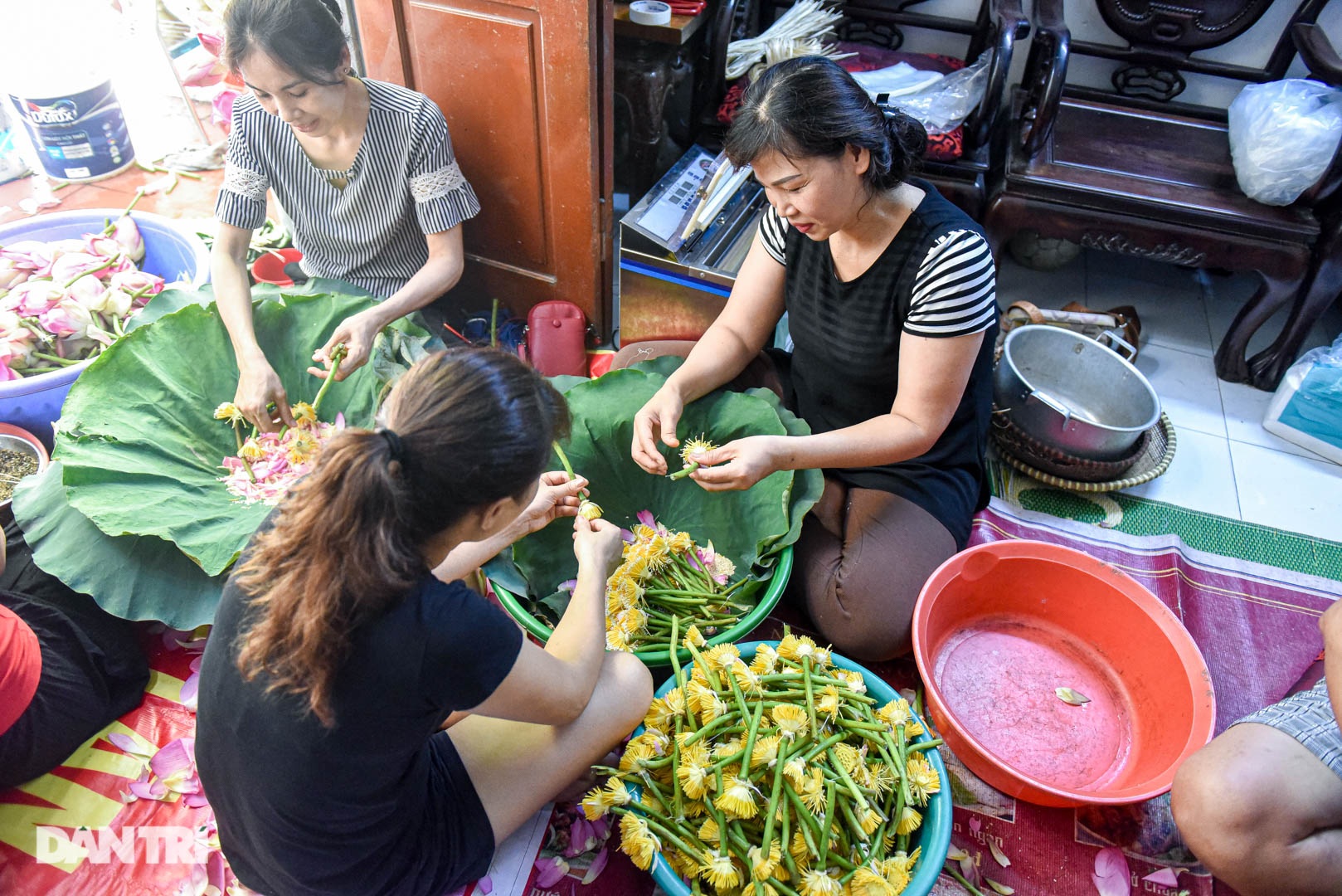 Gia đình Hà Nội 7 thập kỷ làm thứ trà hảo hạng, giá chục triệu/kg - 9 Gia đình Hà Nội 7 thập kỷ làm thứ trà hảo hạng, giá chục triệu/kg - 9