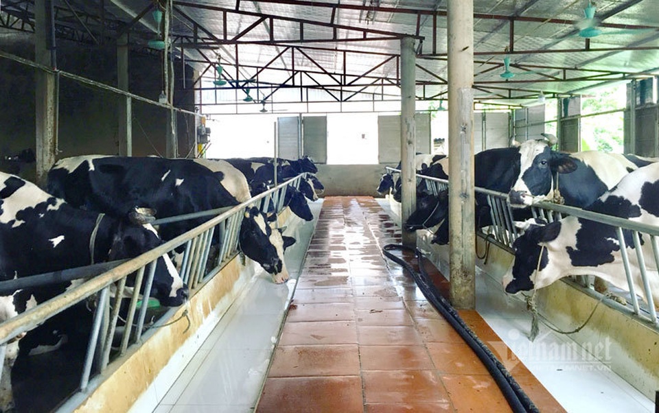 Liều vay 300 triệu đồng làm ăn, 9 năm sau anh nông dân đếm tiền tỷ - 2 Liều vay 300 triệu đồng làm ăn, 9 năm sau anh nông dân đếm tiền tỷ - 2