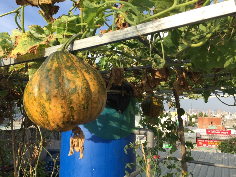 Khu vườn kết hợp nuôi cá giữa Sài thành của người đàn ông đam mê trồng cây - 8