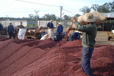 Cà phê rớt giá thê thảm