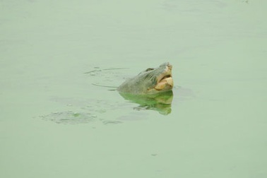 “Nạo vét Hồ Gươm là một quyết định rất khó khăn”