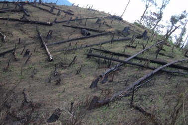 Ngang nhiên “xẻ thịt” rừng thông hơn 50 năm tuổi