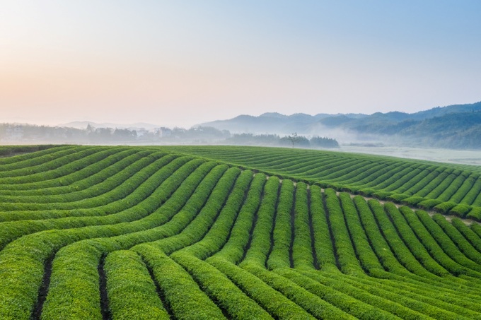 Tập đoàn TH ra mắt bộ sản phẩm Trà tự nhiên TH true TEA - Ảnh 2.