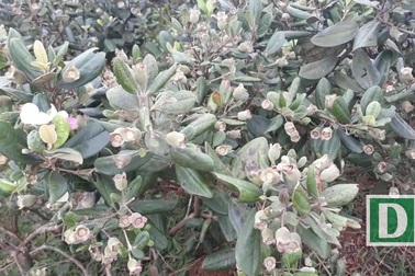 Đồi sim trĩu quả trên thảo nguyên Bùi Hui