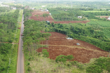 Hàng nghìn cây thông non bị hủy hoại trên đất rừng vừa thu hồi