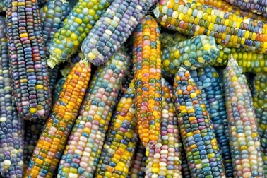 Ngô bảy sắc cầu vồng "độc lạ"