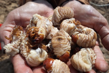 Săn "hải sâm" trên bãi bồi, người dân kiếm 200.000 đồng/kg