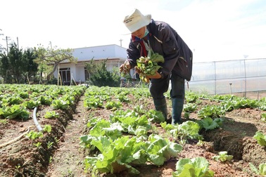 Bệnh lạ tấn công cây trồng, nông dân mếu máo nhổ hàng chục ha rau