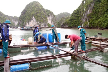 Hải Phòng tháo dỡ hơn 400 cơ sở nuôi trồng thủy sản tại Cát bà