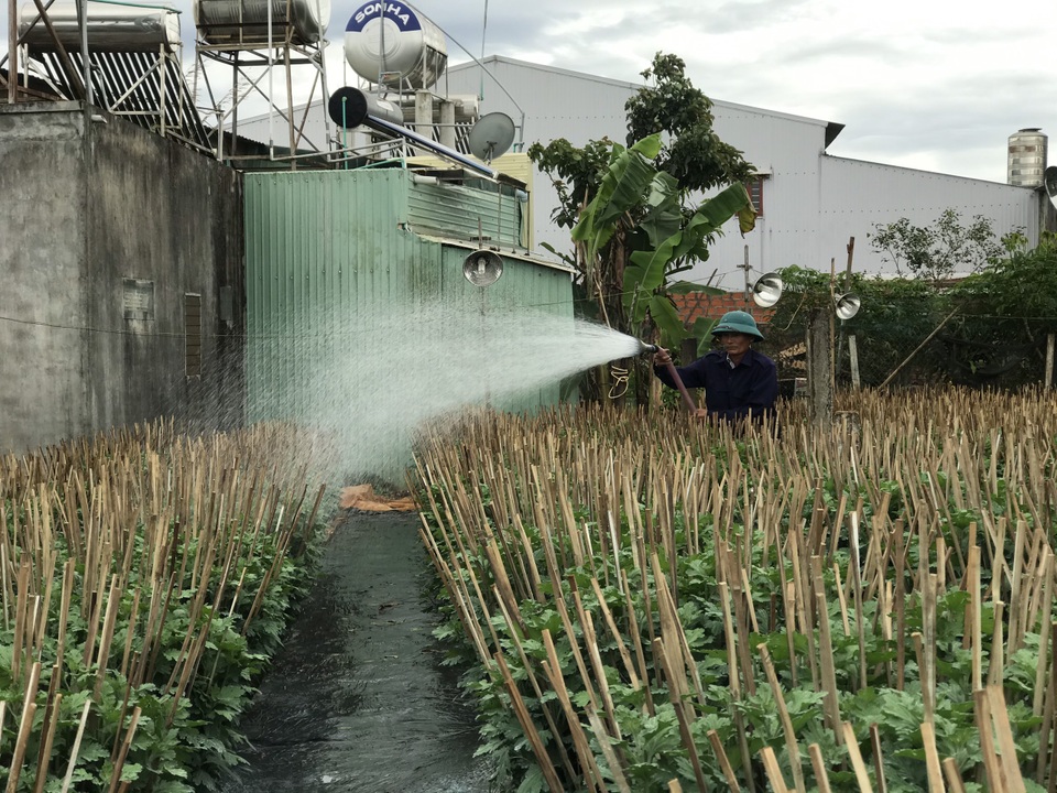 Người dân phố núi nơm nớp lo cho vườn hoa thì thời tiết lạnh - 3 Người dân phố núi nơm nớp lo cho vườn hoa thì thời tiết lạnh - 3