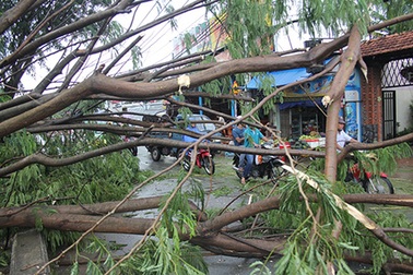 Cây cao hơn 10m bật gốc trên phố