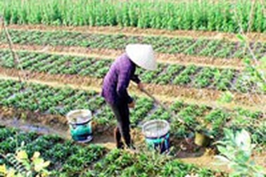 Người ăn rau đang bị đầu độc