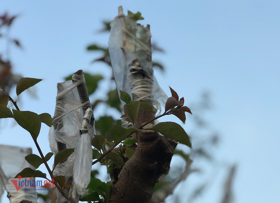 600 triệu đồng một gốc hoa giấy ngũ sắc, đại gia xuống tiền chơi Tết - 9 600 triệu đồng một gốc hoa giấy ngũ sắc, đại gia xuống tiền chơi Tết - 9
