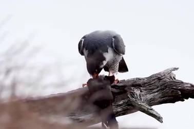 Chim cắt lớn - Loài chim có tốc độ bay nhanh nhất