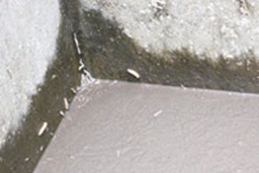 “Cả làng ăn mắm tôm có việc gì đâu” (!) 